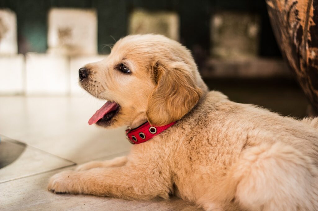 a que edad se puede socializar un cachorro