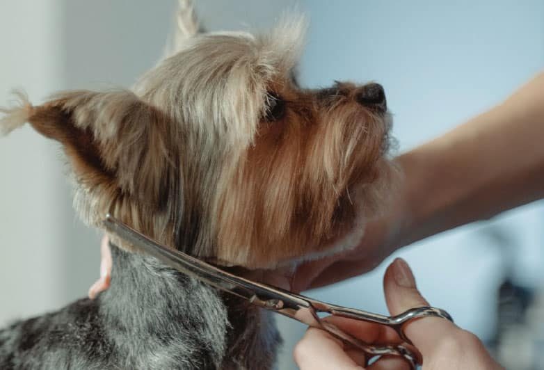 Servicios-SPA2 Servicios-SPA2